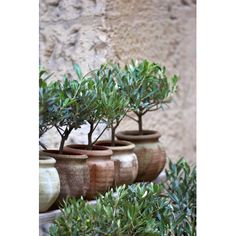 there are many potted plants in the planters on the table outside, one is green and the other is brown