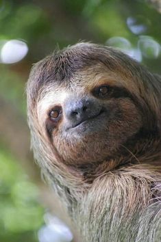 a brown and white sloth hanging from a tree