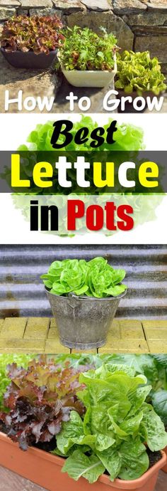 how to grow best lettuce in pots