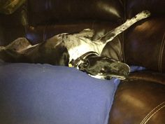 a black and white dog laying on top of a couch next to a blue pillow