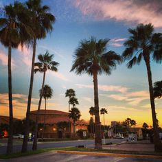 palm trees line the street as the sun sets