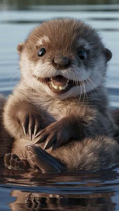 Otters Cute, Cutee Animals, Cute Small Animals, Baby Animals Pictures, Cute Animals Images, Cute Wild Animals, Amazing Animals, Cool Pets