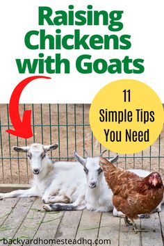 two goats and a chicken sitting next to each other in front of a fence with text reading raising chickens with goats 11 simple tips you need