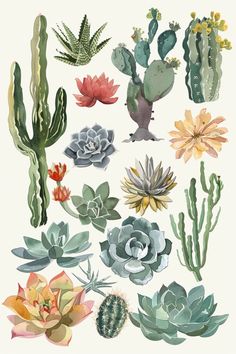 various types of cactus and succulents are shown in this illustration from the book