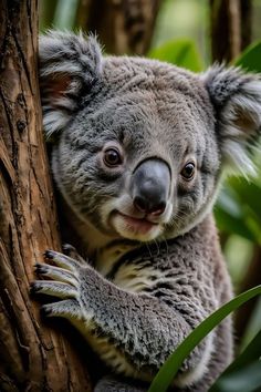 a koala bear is sitting in a tree and looking at the camera with an indifferent look on its face