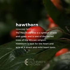 a close up of a plant with leaves and berries in the foreground text reads, hawthorne