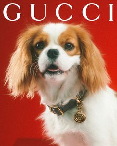 a small dog is sitting on a red background with the words gucci in front of it