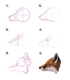 how to draw a fox's head with different shapes and sizes step by step