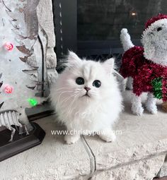 a white cat sitting on top of a mantle next to a christmas tree and stuffed animal