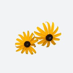 two yellow flowers with black centers on a white background