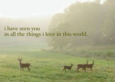 three deer in a field with the words if i have seen you in all the things i love in this world