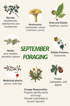 Infographic of September foraging ideas with a link to a blog post with more info. Pacific Northwest Mushrooms, Fall Foraging Midwest, Foraging Aesthetic, Herb Facts, Nature Mystic, Foraging Tips, Homeopathic Recipes, Foraging Mushrooms