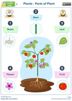 the parts of a plant that are labeled in different languages, including numbers and symbols