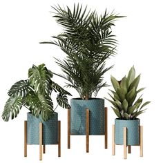 three different types of plants in blue planters