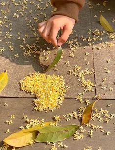 someone is picking up some yellow flowers from the ground