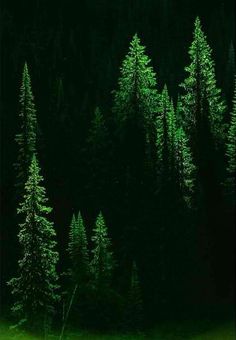 a painting of trees in the dark with green grass