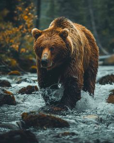 a large brown bear walking across a river