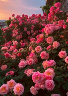 pink roses are blooming on the side of a building in front of a sunset