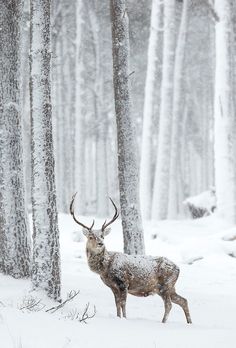 a deer standing in the snow between two trees