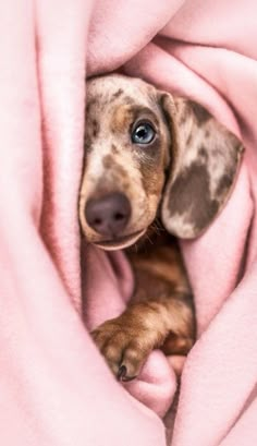 a small brown and black dog laying under a pink blanket