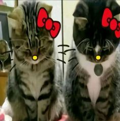 two cats with red bows on their ears sitting next to each other in front of a mirror