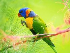 a colorful bird perched on top of a tree branch