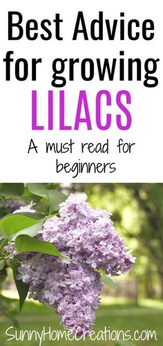 lilacs with text overlay that reads best advice for growing lilacs, a must read for beginners