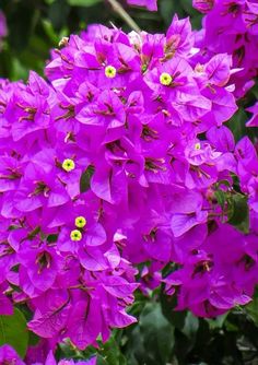 purple flowers are blooming in the garden