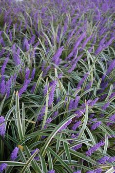 purple flowers are blooming in the grass