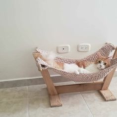 an orange and white cat laying in a hammock