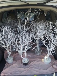 the trunk of a car is filled with white branches and pots full of small trees