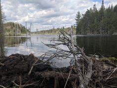 a fallen tree sitting in the middle of a lake surrounded by trees and debris on the shore