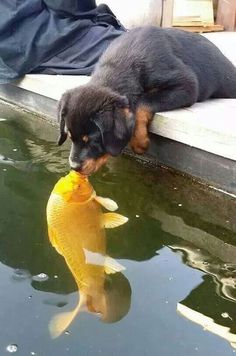 a black and brown dog laying on top of a dock next to a goldfish