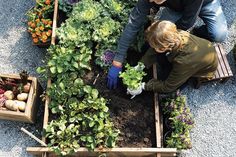 an overhead view of two people tending to plants