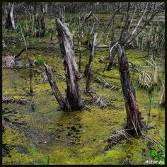 swampy area with dead trees and green moss growing on the ground in front of it