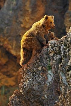 a brown bear sitting on top of a rock