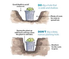 two pictures showing the different stages of plant growth and how to use it for planting