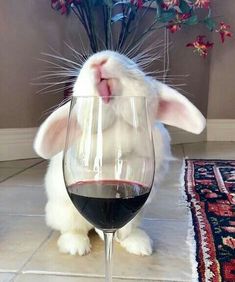 a white rabbit sticking its tongue out next to a wine glass with red wine in it