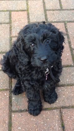 a small black dog sitting on top of a brick floor