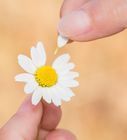 a person holding a small white and yellow flower in their left hand while the other hand is pointing at it