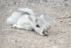 a baby goat is laying on the ground