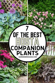 the 7 best hosta companion plants