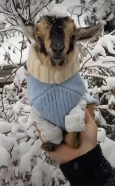 a person holding a small goat wearing a sweater in front of some snow covered trees