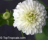 a white flower with green leaves in the background