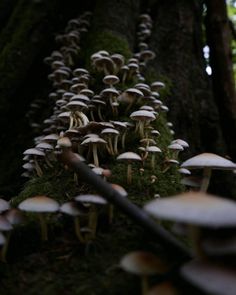 a group of mushrooms growing on the side of a tree