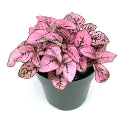 a potted plant with pink and green leaves