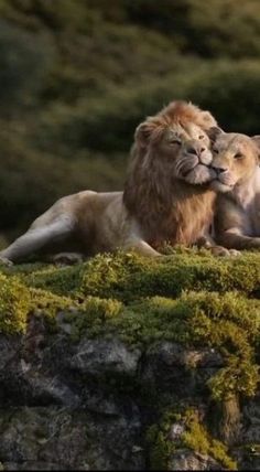 two lions laying on the ground with their eyes closed and one is hugging its head