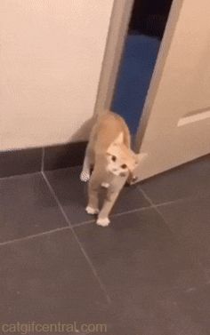 a cat standing in front of an open door