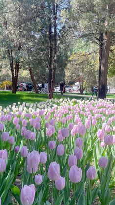 many pink tulips are growing in the grass