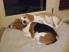 two dogs are sleeping on a dog bed